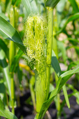 Sticker - Baby corn fruit on tree. Corn field