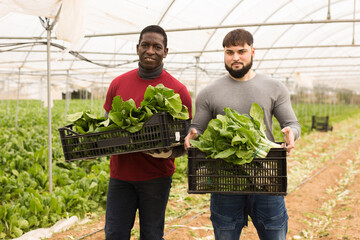 Wall Mural - Confident partners farmers holding boxes with fresh green chard at farm greenhouse. Concept of rich harvest and successful cooperation