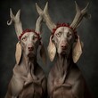 christmas portrait photograph of two Weimaraner dogs with krampus christmas costumes on 