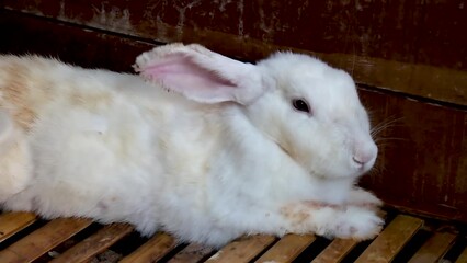 Wall Mural - In the rabbit's house there is a white rabbit