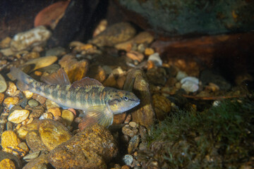 Wall Mural - Bronze darter over gravel in river