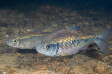 Wall Mural - Striped shiner in a river