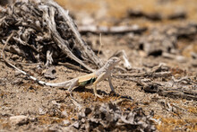 Western Zebra-tailed Lizard In The Desert