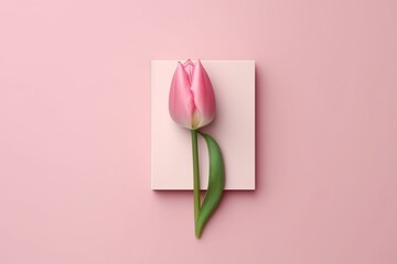 Wall Mural - Minimalist design with a pink tulip and the number 8, ideal for a spring greeting card celebrating Women's Day. Generative AI