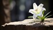 A thoughtful image of a single white lily p on a small stone ledge in front of an empty tomb, symbolizing the purity and innocence of Jesus in his resurrection.