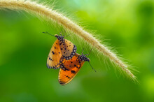Buttetflies Mating Natural Green Background