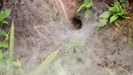 spider web on the grass in morning