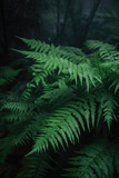 Fototapeta Las - Native fern branches in a dark natural forest, with beautiful green leaves and silver cool cinematic lighting. Dark rainforest, subtropical, close up nature photography of plants and trees