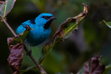 Wall Mural - bird on a branch
