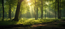 The Sun Shines Brightly Through A Forest