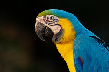 Wall Mural - blue and yellow macaw