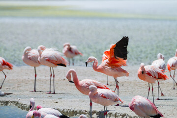Wall Mural - flamingos in the lake