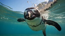 Humboldt Penguin (Spheniscus Humboldti) Also Termed Peruvian Penguin, Or Patranca, Swimming In The Clear Water.