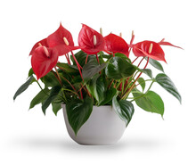 Red Anthurium Flowers With Green Leaves In White Pot Isolated On Transparent Background.