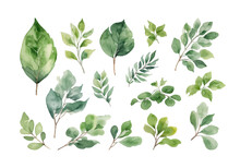 Watercolor Green Leaves Elements Collection Set, Eucalyptus, Plants, Botanical, Leaf Branches, Clip Art Pastoral Charm Vector Illustration