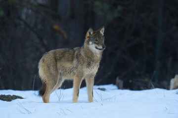 Naklejka na meble loup