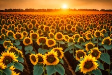 Sunflower Field With Three Trees In The Shape Of Heart At Sunset. Valentines Day.