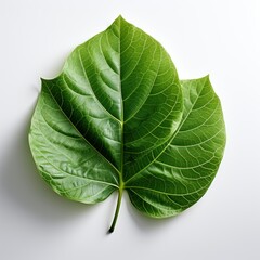 Wall Mural - Full view Leaf insecton a completely white background , wallpaper pictures, Background HD