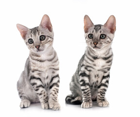 Canvas Print - bengal kitten in studio