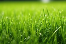 Fresh Cut Grass At Lawn, Macro Shot