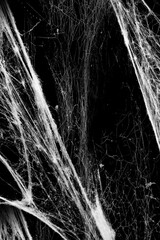 Wall Mural - Spider web isolated on black grunge background. Cobweb frame. Halloween party. Texture of spider web. Halloween decoration. Gothic style	
