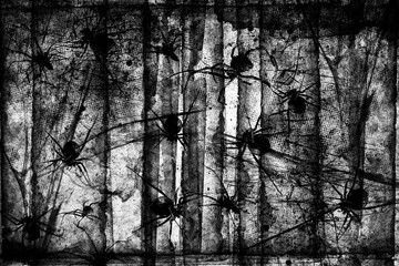 Wall Mural - Spiders in web on black grunge background. Cobweb frame. Halloween party. Texture of spider web. Halloween decoration. Gothic style