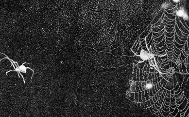 Wall Mural - Spiders in web on black grunge background. Cobweb frame. Halloween party. Texture of spider web. Halloween decoration. Gothic style	
