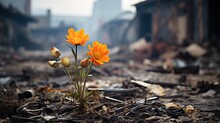 Flowers In A Burnt House After A Fire In The City.