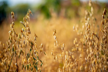 Poster - field of oats