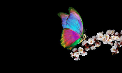 Aufkleber - bright tropical morpho butterfly on blooming sakura branch isolated on black. copy space