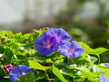 野山に咲く青紫色のアサガオ