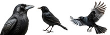 Black Bird Collection (portrait, Flying, Sitting), Animal Bundle Isolated On White Background As Transparent PNG