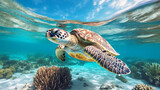 Fototapeta Do akwarium - A sea turtle in a clear ocean