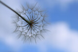 Fototapeta Dmuchawce - Blue abstract Dandelion flower background. Freedom to Wish. Seed macro close up. Fragility. Beautiful flower Dandelion on a background of clear blue sky. Taraxacum Erythrospermum. Silhouette dandelion