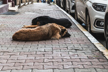 Two Street Dogs Sleeping On The Sidewalk In Istanbul