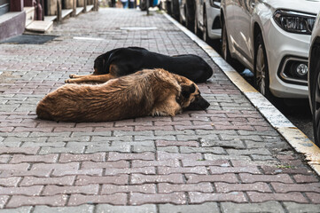 Two street dogs sleeping on the sidewalk in Istanbul