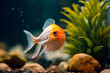 A small goldfish swims in a fresh water aquarium with plants and rocks