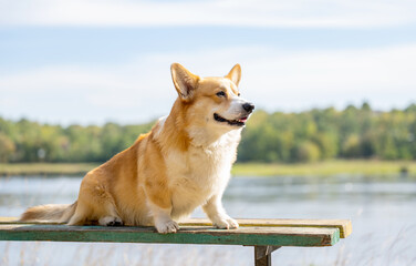 Sticker - Welsh Corgi Pembroke on an autumn walk