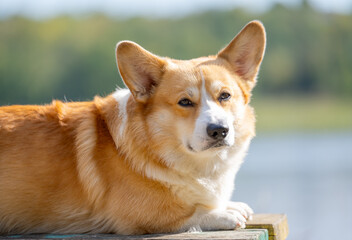 Wall Mural - Welsh Corgi Pembroke on an autumn walk