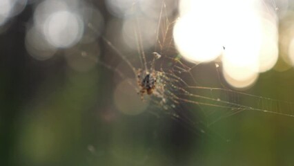 Small spider crawls in cobweb on green background with bokeh effect macro view. Arachnid insect with dotted legs sits on thin web in park