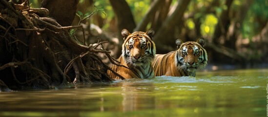 Wall Mural - World s largest UNESCO World Heritage Centre home to Royal Bengal Tigers Sundarbans a vast mangrove forest With copyspace for text