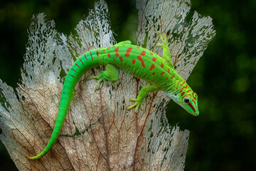 Wall Mural - Madagascar Giant Day Gecko (Phelsuma grandis) on dry leaf.