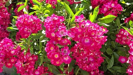 Wall Mural - Musk rose hybrid with beautiful bright crimson flowers, close-up