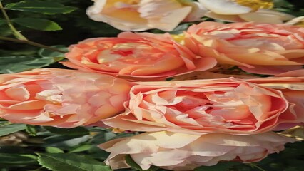 Wall Mural - branches of rose bush with beautiful flowers swaying in the wind, closeup