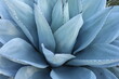 Türkisblauer Kaktus