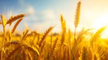 Golden Wheat Field At Sunset - Wheat Field. Ears Of Golden Wheat Close Up. Beautiful Nature Sunset Landscape. Rural Scenery Under Shining Sunlight. Background Of Ripening Ears Of Wheat Field.  Ai