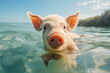 Face pig underwater. Close up.