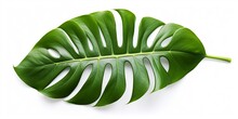 Monstera Deliciosa Leaf Or Swiss Cheese Plant, Isolated On White Background, With Clipping Path : Generative AI