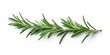Rosemary. Rosemary isolated on white background. Top view rosemary twig set. Green herbs isolated on white. Flat design. : Generative AI