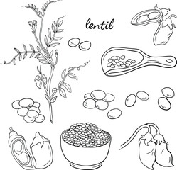 Lentil plant, Peas and pods, illustration, line vector set